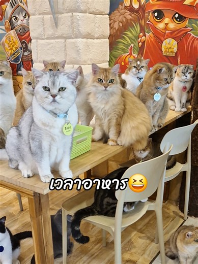 หิวแย้วว,,ได้เวลากิน🥰🥰 #chillcatcafe #คาเฟ่แมว #คาเฟ่แมวนครปฐม #แมว #ทาสแมว