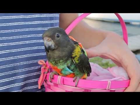 HOW TO TAKE YOUR BIRDS ON A WALK AND A DRIVE