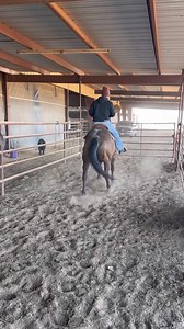 Reece 12 year old 15hh Smutty Buckskin Gelding He has been used to trail ride, and also give western riding lessons. He has been at a kids camp and was a counselors horse, He is adult Begginer suitable. He can be a touch watchy on the ground but rides really nicely. He is Stunning in person. We also have been using him to load and sort cattle. He’s really a big good horse. Healdton Okla 3184818588 | JT Livestock Co | Facebook
