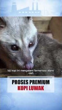 Mahal Tapi Worth It? Intip Cara Bikin Kopi Luwak Arabika! ✨ #Shorts