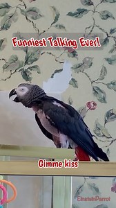 107K views · 5.1K reactions | Join Einstein the parrot in this...