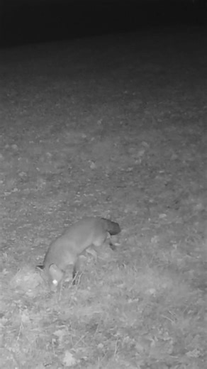 The Ghost of the Forest: A Wild Fox Appears at Night | Trail Camera Footage 🦊