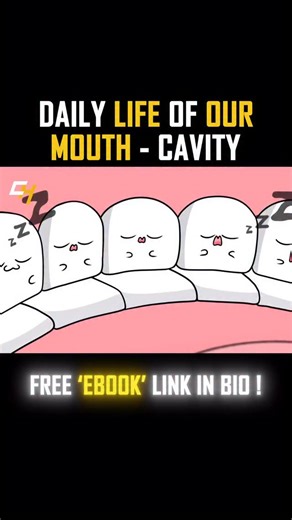Health | Animation | Body on Instagram: "Ever wondered what really happens inside your mouth every day? 😲 From the moment food enters, your mouth is a busy hub of activity! Your teeth crush and tear your food, your tongue helps you taste and swallow, and saliva starts breaking down starches while keeping everything moist. Meanwhile, millions of bacteria are at work too—some helpful, some sneaky—feeding on leftover sugars and sometimes causing cavities. Every bite, sip, and snack sets off a tiny