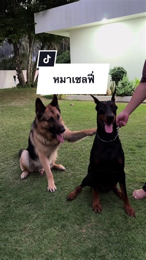 คอปเตอร์เจอได้ทุกที่ เซลฟี่ได้ทุกเวลา ขออนุญาตพี่ๆในคลิปนะค้าบ❤️🐕‍🦺#คอปเตอร์พี่ตี๋ #coptergsd