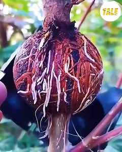 59K views · 91 reactions | Master the Art of Growing Two Plants in One Pot! ✨ | CutTale | Facebook