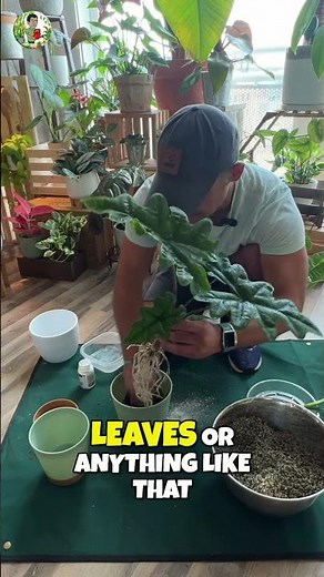 Rooting Hormone Powder: The Secret to Stronger Plant Roots