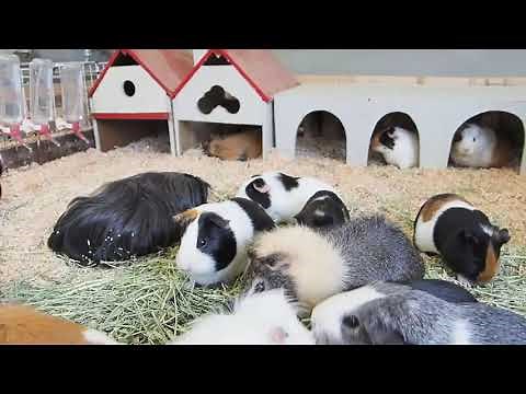 モルモットのもぐもぐタイム【ライブ配信】