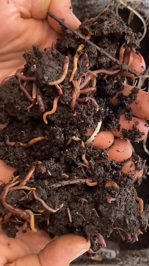 Ultimate Guide to Vermicomposting: DIY Organic Compost for Your Garden!