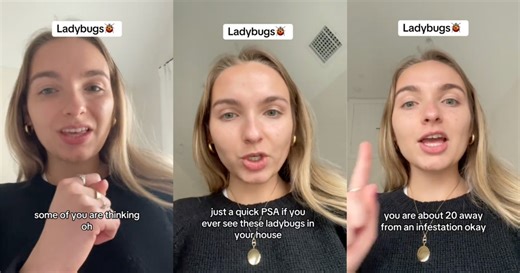 A Homeowner Explains Why Ladybugs Are Not Good For Your Home