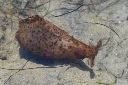 Sea hare care guide: facts, feeding, compatibility info