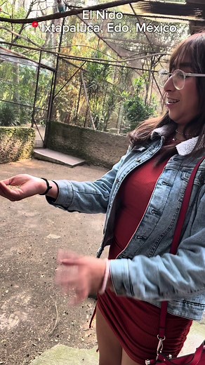 Aves del Amor: El Fascinante Mundo de los Agapornis