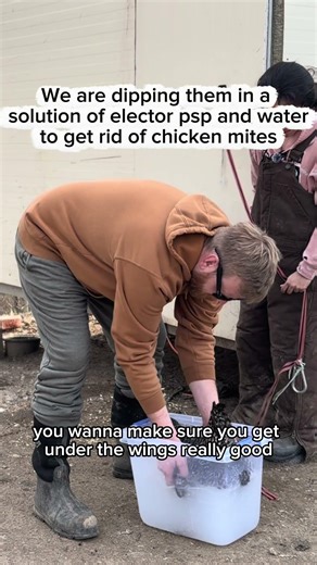How to get rid of chicken mites #shorts