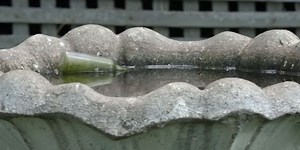 It's Dump Day! Here's why you should dump out standing water around your home