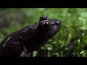 Yun Hoonzoo – EP1: The Tale of the Coastal Tailed Frog
