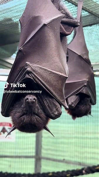 Cute Bats Sleeping: A Delightful Bat Conservation View