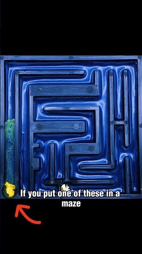 Slime Mold Solving a Maze