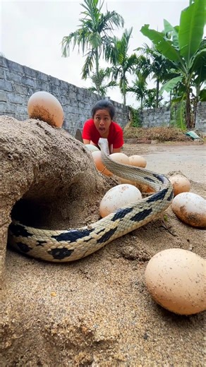 Brave Girl Uses Chicken Eggs To Trap Extremely Poisonous Snakes In A Cave. Scared To See.