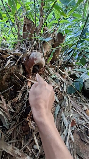 strange creatures #shortvideo #nature