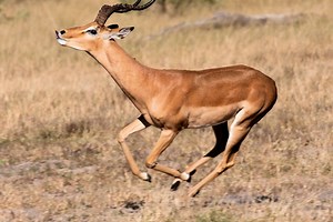 ▷ Antílope » Características, Alimentación, Hábitat, Reproducción, Depredadores