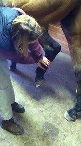 You are called out to evaluate Billy – a 19yo Oldenburg gelding that the owner reports has a sudden onset “funny gait” in the left hind leg. When the horse walks the leg “wobbles” and snaps back at the hock. He is mostly resting the leg but will bear weight. He is otherwise eating and drinking and has not had issues in the leg historically other than hock arthritis requiring routine joint injections. You examine Billy and some swelling is noted above the hock in the region of the gastrocnemius t