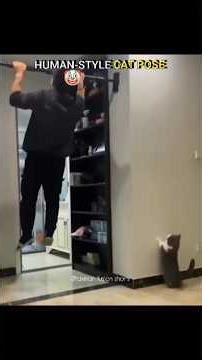 Human-style cat pose 🐱