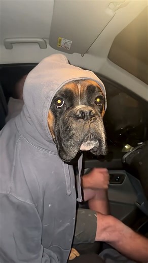 The Comedic Genius of Boxers: Hilarious Moments