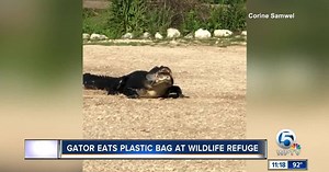 VIDEO: Alligator spotted eating plastic bag in Florida Panhandle
