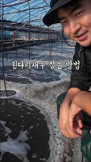 흰다리새우 잡는 방법! 바이오플락 흰다리새우 양식 #어촌의달인 #새우양식 #새우유통 #왕새우
