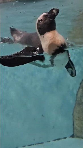 Swimming Penguin 🐧💦