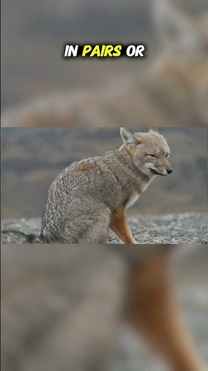 Top Ten Creatures of the Patagonian Steppe: Culpeo Fox