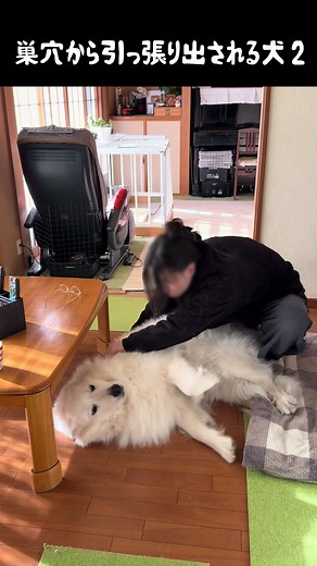 引っ張り出されて抱き枕にされる愛犬2 #グレートピレニーズ #大型犬 #大型犬のいる暮らし #可愛い #ドレミの歌 | dogs
