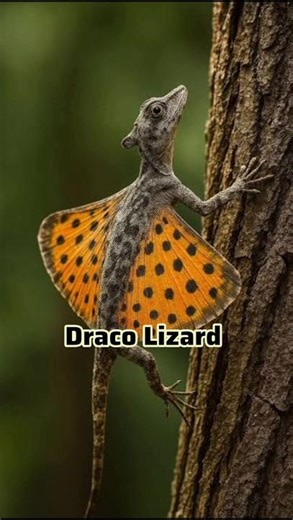 😲 These Animals Can Fly… But They Are NOT Birds!