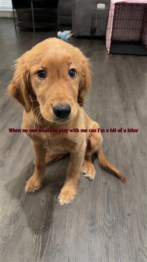 Playful Golden Retriever: Just a Little Bit of a Biter!
