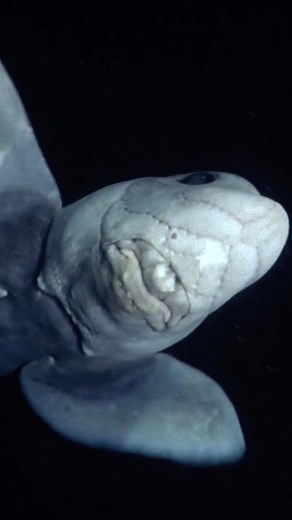 Exploring the Mysterious Deep Sea Ghost Sharks