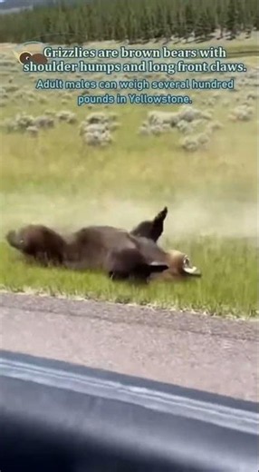 Where Yellowstone Feels Ancient: Grizzly Bear and American Bison in Wyoming