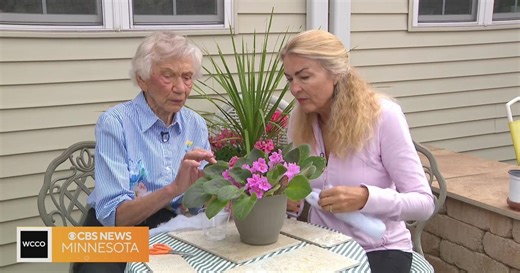Rebecca Kolls Shares Tips For Growing Healthy African Violets At Home