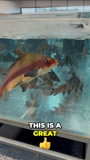 Predatory Fins ® | Rare & Exotic Fish Store on Instagram: "These highfin loaches are great for ponds with koi or sturgeon. Their unique look, with a horizontal red line, makes them stand out. They can even survive the winter outdoors. #highfinloaches #koipond #sturgeon #aquaticlife #pondfish #fishkeeping #aquariumhobby #fishpond"