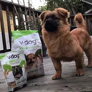 🌱🐶 These pups and their pet parents are obsessed with their delicious, nutritious, vet-approved, vegan kibble. Have you tried it yet? Grab yours at https://v-dog.com | v-dog