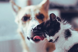 Why Does My Dog Lick My Cat? (We Asked A Veterinarian) - Not A Bully Dog Training