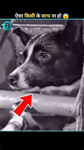 The First Space Dog’s Heartbreaking Truth 😱