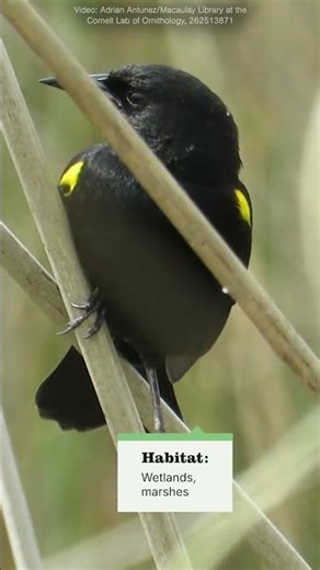 Yellow-winged Blackbird