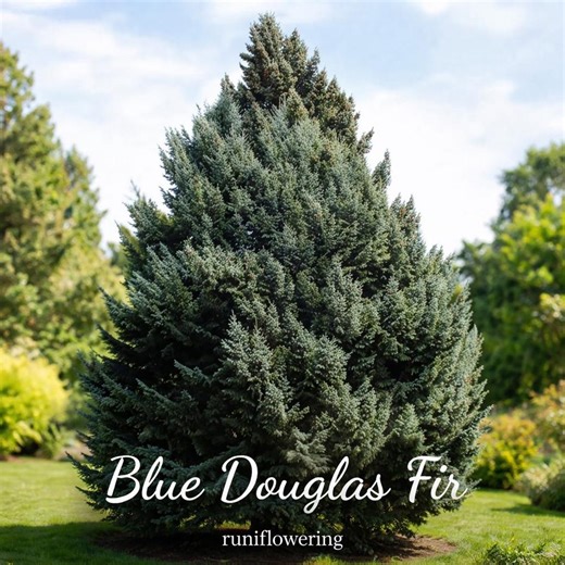 20 Blue Douglas Fir Seeds: Pseudotsuga Menziesii Glauca Evergreen Conifer Tree - Etsy