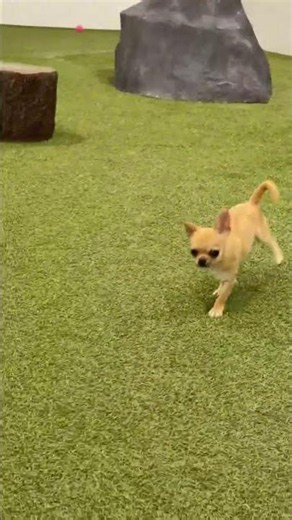 Tiny 4 lbs Chihuahua's Epic Agility Course Zoomies! 🚀🐾