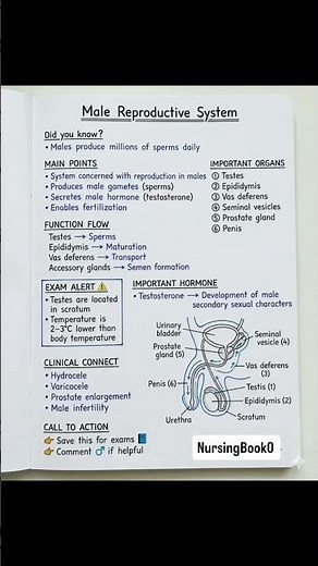 Male Reproductive System Explained | Anatomy & Functions | Nursing | NEET | NORCET | NCLEX #biology