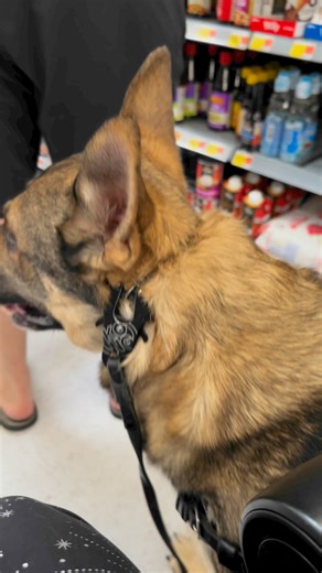 Lucifer the service dog working in a grocery store and alerting to heart rate while ignoring his dad bumping into him. #Cardiacalertdog #servicedog #workingdog #wlgsd #germanshepherd #dogtraining #ambulatorywheelchairuser #mcas #ehlersdanlossyndrome #pots | Demon.Dog.Duo