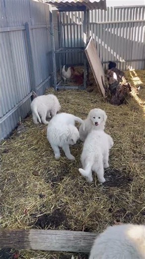 Who loves playing in the chicken pen