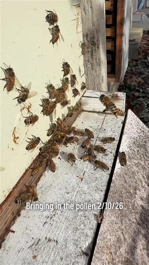 Bees doing Bee things..