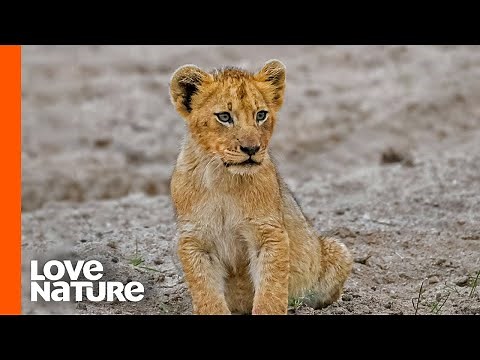 Lost Lion Cub “Spotty” Is on His Own | Part 1