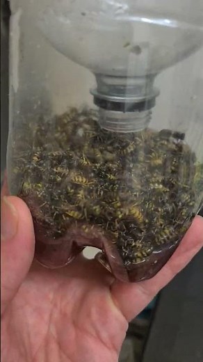 the most effective homemade wasp trap 🐝 please like,share and subscribe 👌🏼👊🏼👌🏼