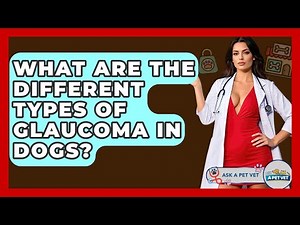 What Are The Different Types Of Glaucoma In Dogs? - Ask A Pet Vet